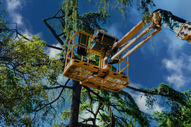 Best Tree Maintenance Programs  in Pine Ridge, PA